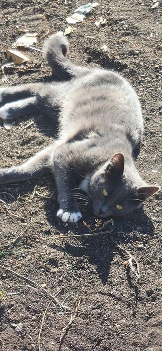 Отдам котика в добрые руки.