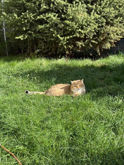 Британские котята
