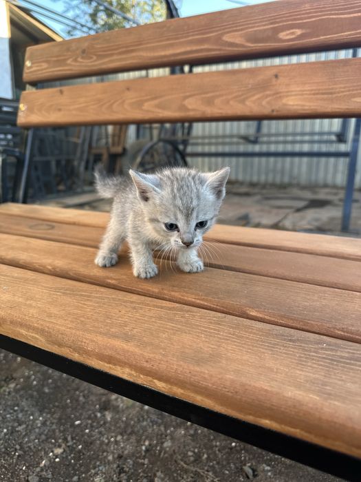 Котята в хорошие руки