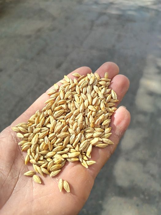 Арпа тозаси Оптом дехкондан  Ячмень оптом Доставка