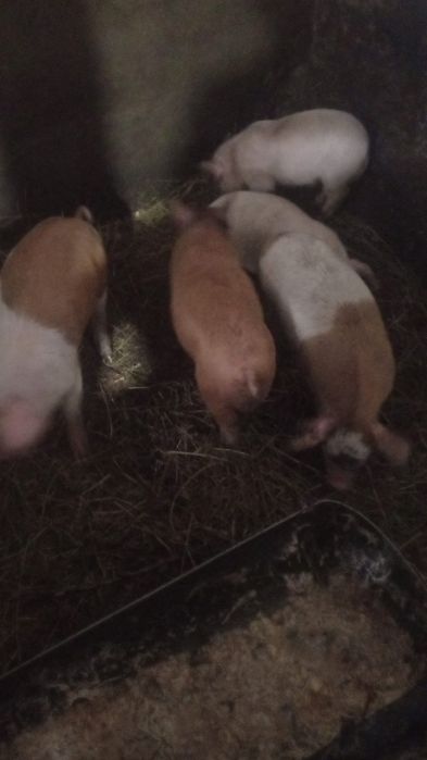 Продам поросят.!