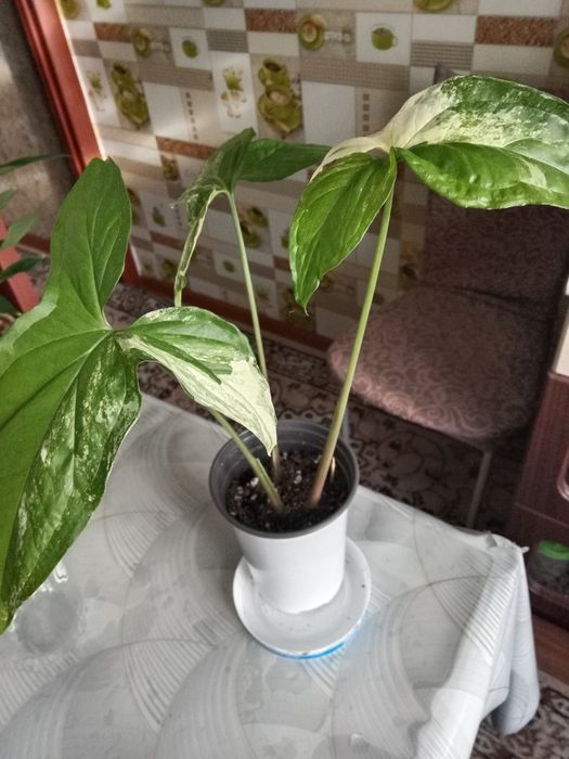 Сингониум империал Вайт продам