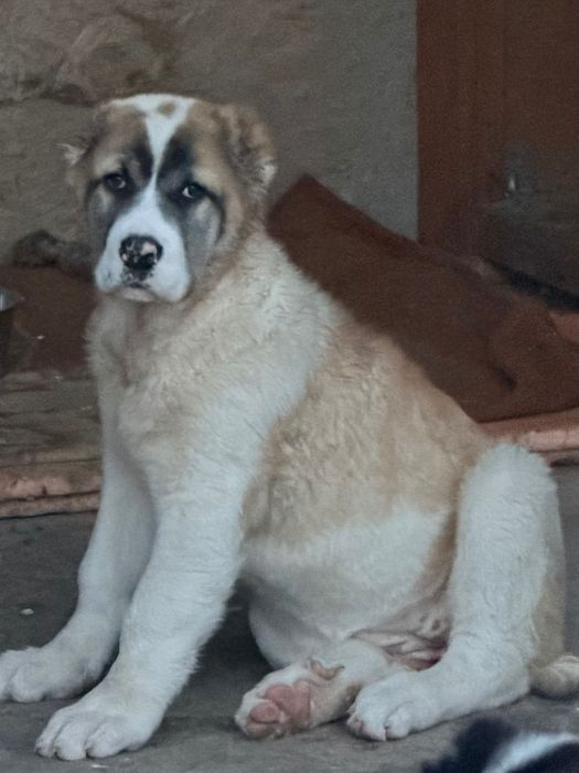 Щенки САО с паспортом