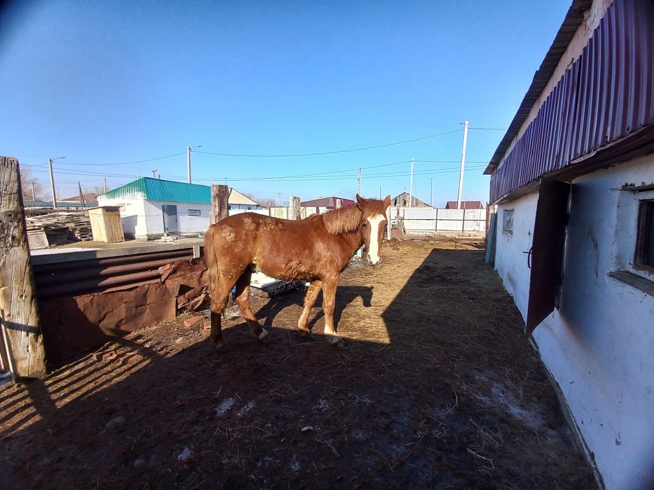 Құнан және бие құлын мен сатам