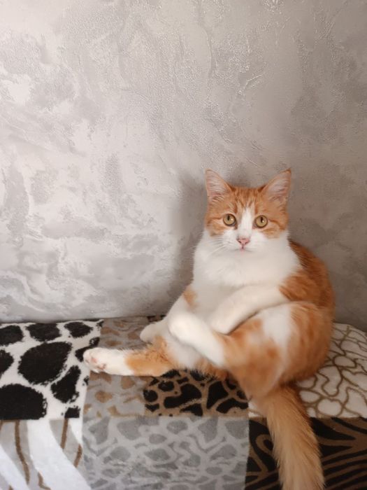 Малышка Рыжуха ищет ответственную семью!