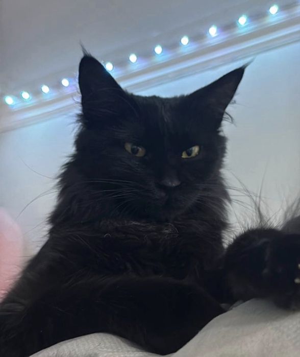 Шикарные Мейн-куны «Черный дым» — Котята Наурыза!