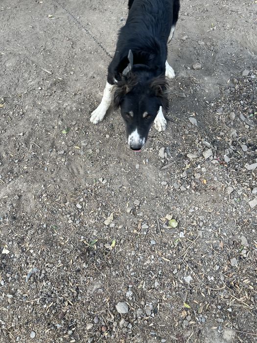 Собака ит Тигр баласы Белаводтық