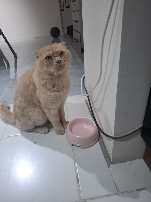 Сотилади эрке тоза парода