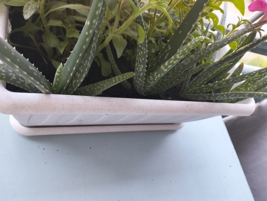 Продам Алоэ Вера.