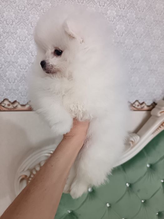 Шпицы белого окраса