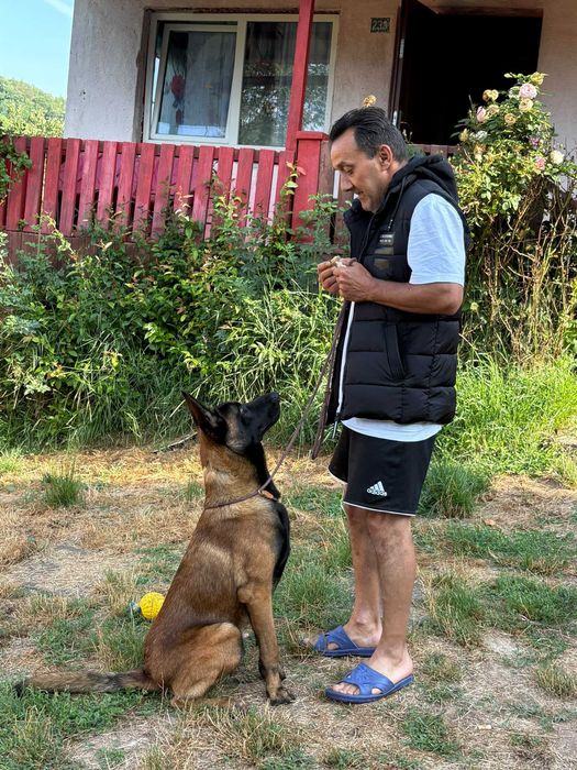 Dresaj canin profeslonal