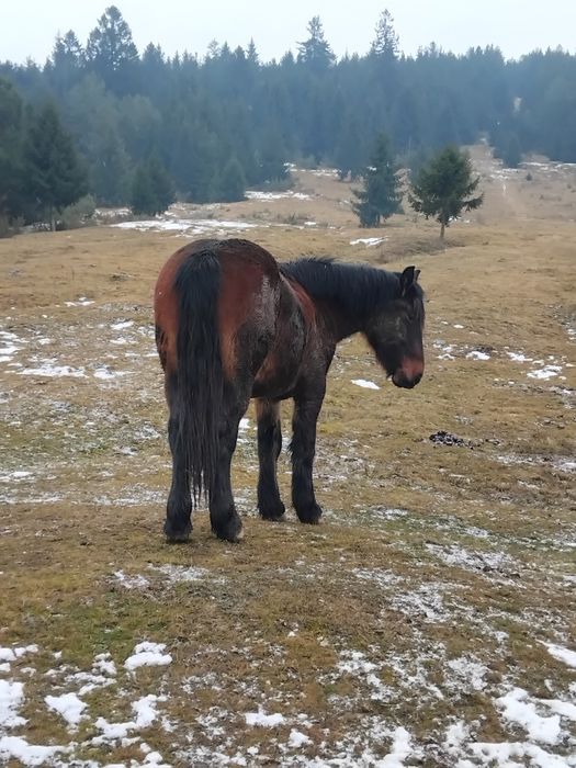 Mânz murg 1 an jumate ușor negociabil