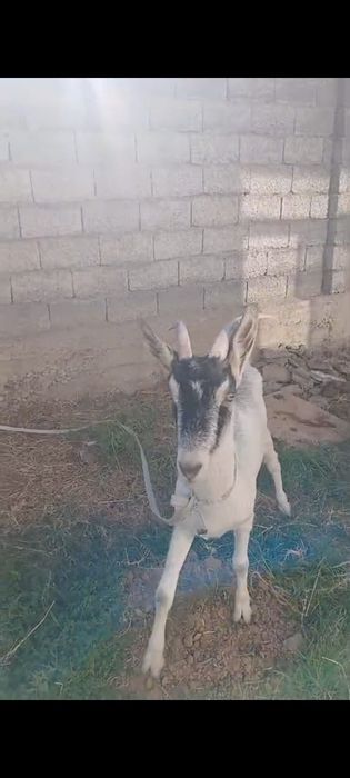 альпийский саунды ешкі сатылады