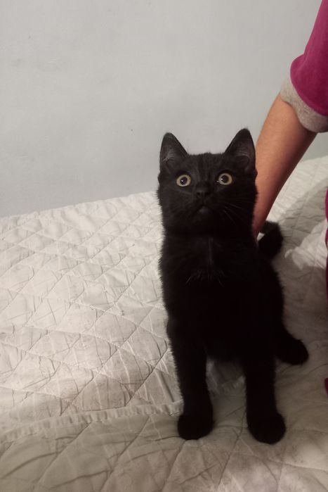 Отдам котёнка в добрые руки