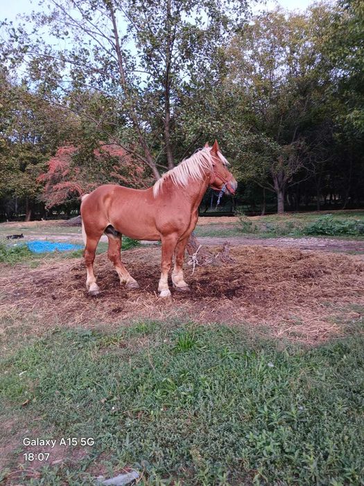 Cal  de vânzare și la scimb pe tracror