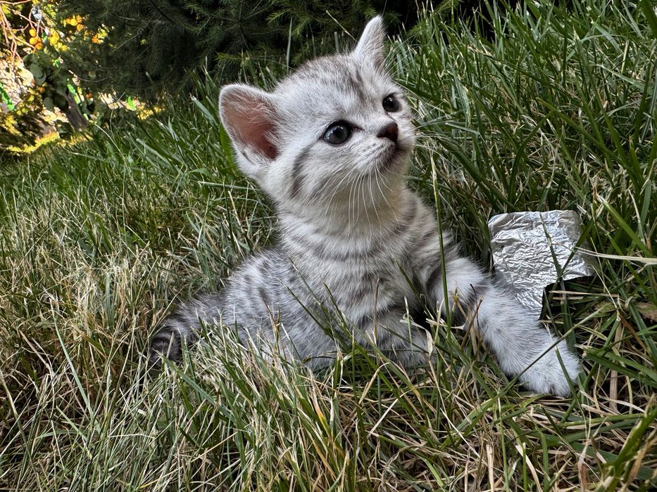 Продам шотландских котят