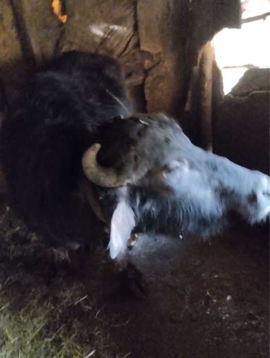 Продавам женски телета и биволица