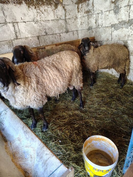 Vand berbeci carabas