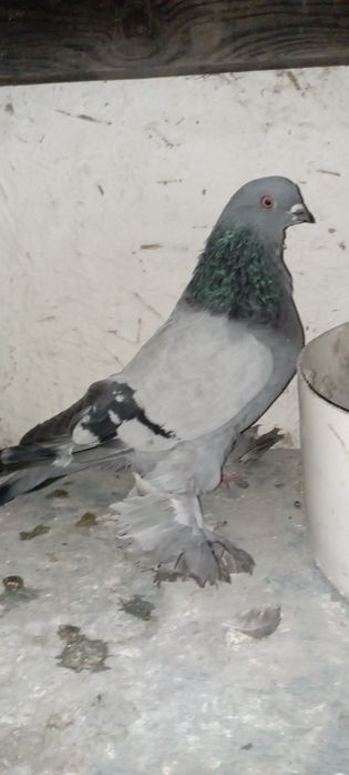 Голуби    Алматы