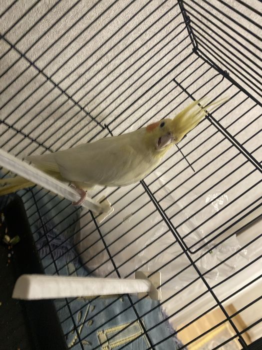 Попугай Корелла полтора года