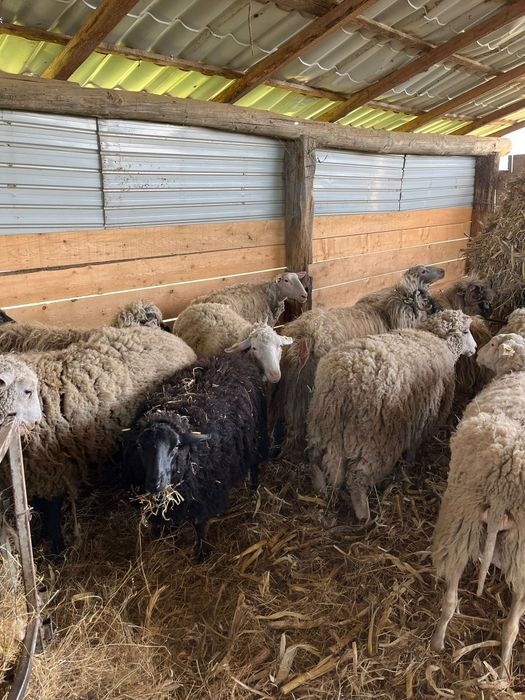 Vând oi sau schimb cu vitei