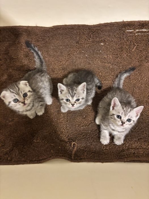 Шотландские котята