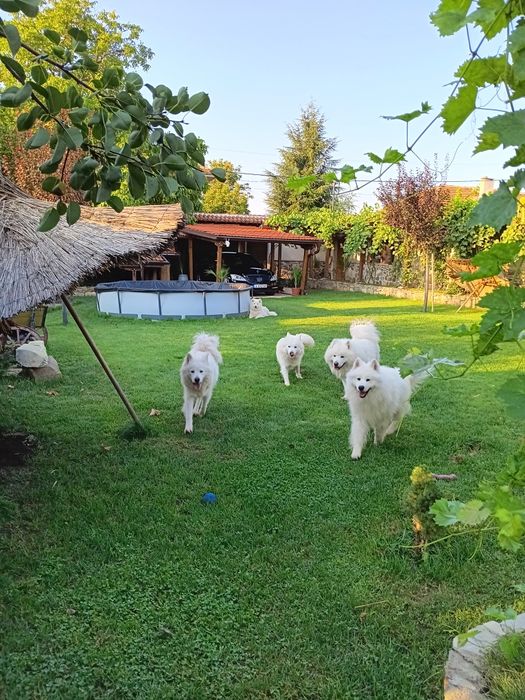 Седем кучета Самоед