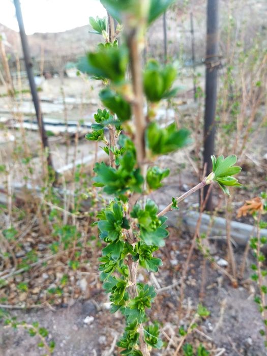 Продам Саженцы дачные