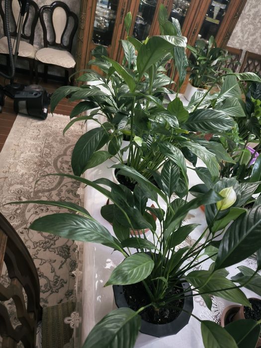 Цветы домашние в горшках