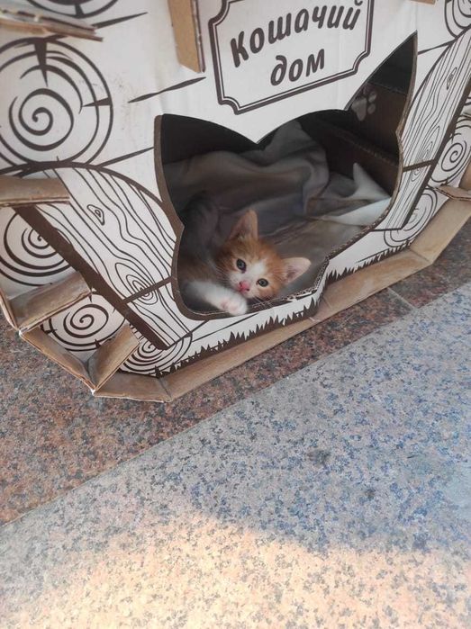 Котенок в добрые руки
