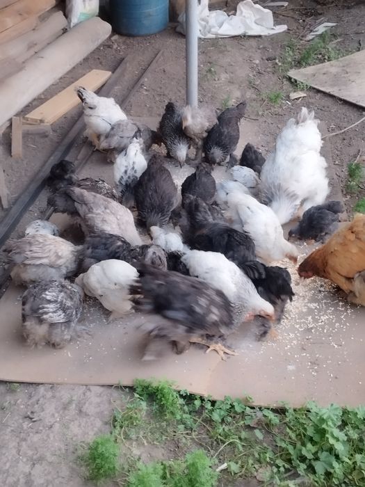 Срочно продам цыплят брамы