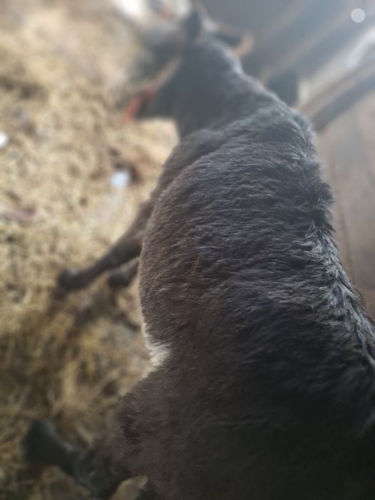 Măgărița gestanta de vînzare