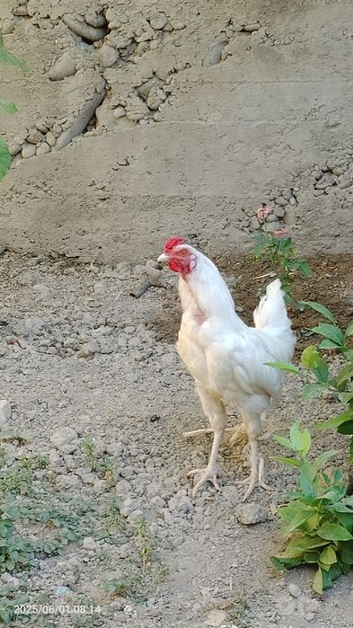 Xuroz yeyish ichishi yaxshi soğlom narxi 130 ming sum