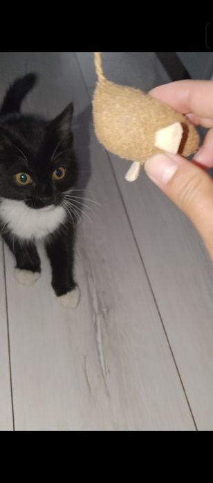 Срочно ищем дом кошечке