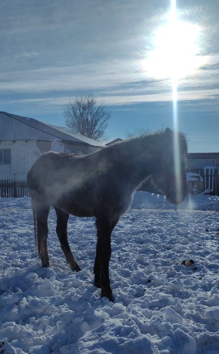лошадь,жылқы,бие