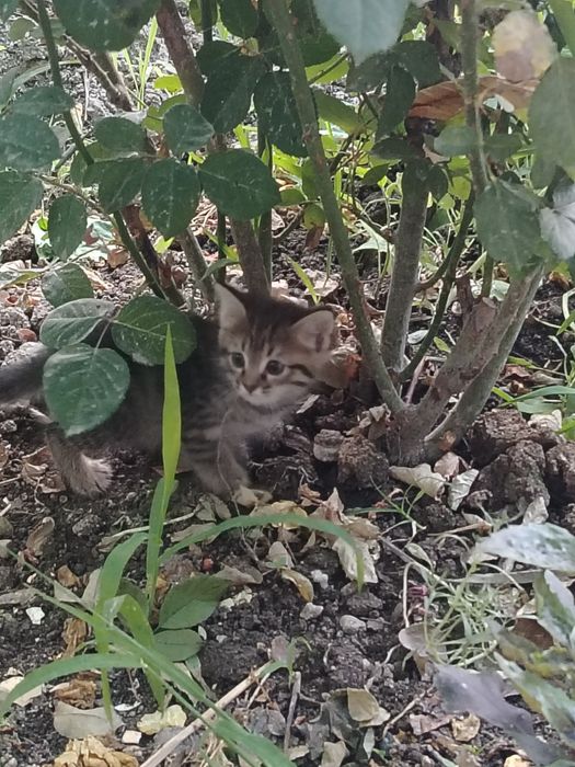 Отдам даром котята