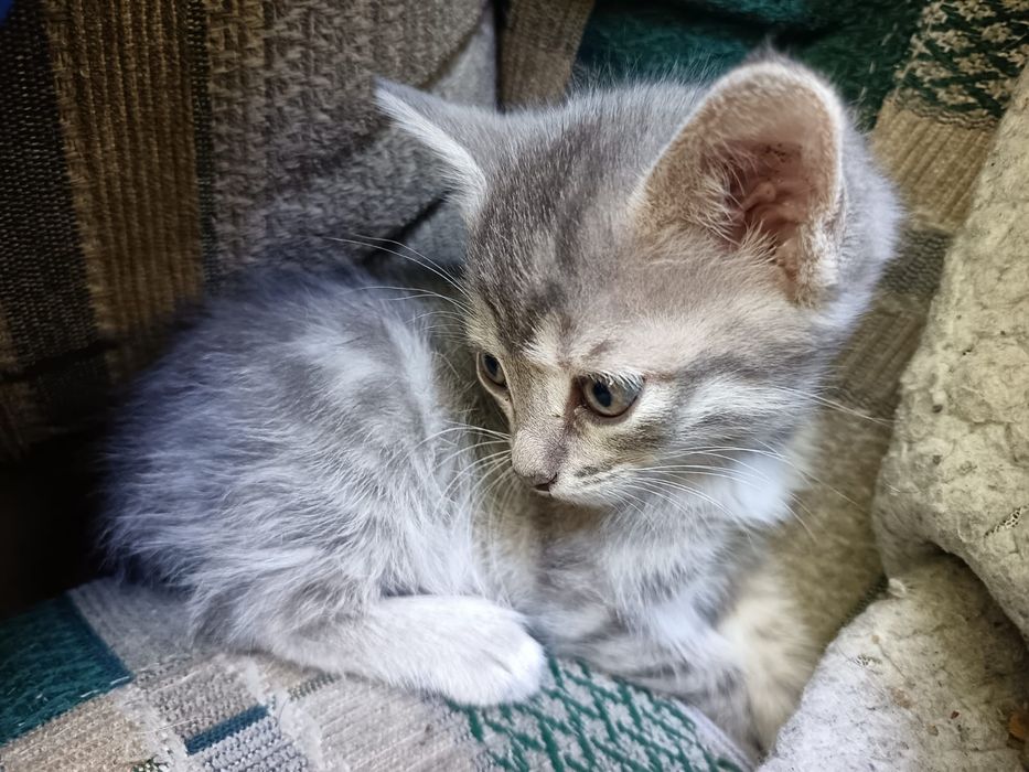 Отдаём котят, активных игривых