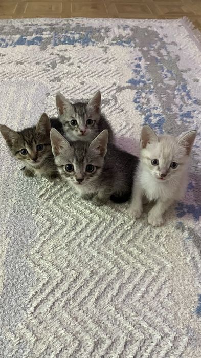 отдам в добрые руки)