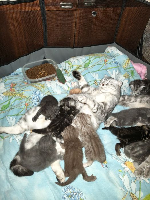 Продам котят шотландских вислоухих