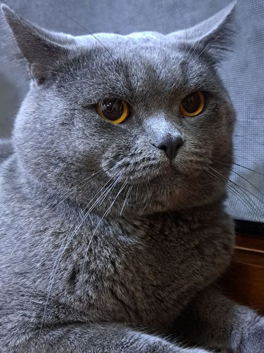 На вязку!котик ищет кошечек