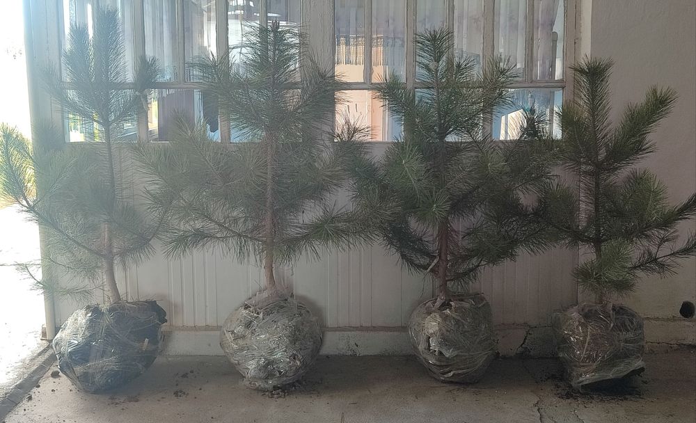 Арча кучатлари  сотилади