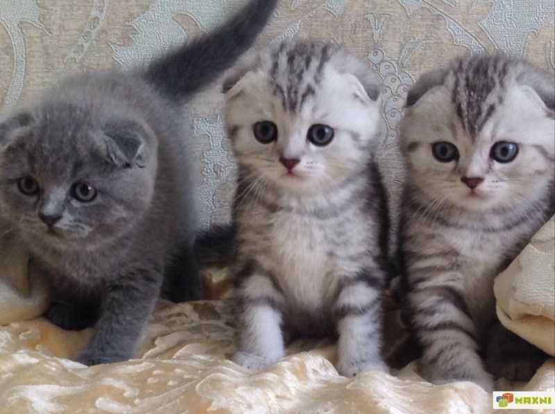 Скотиш фолд вислоухий skottish narxi taqalgan