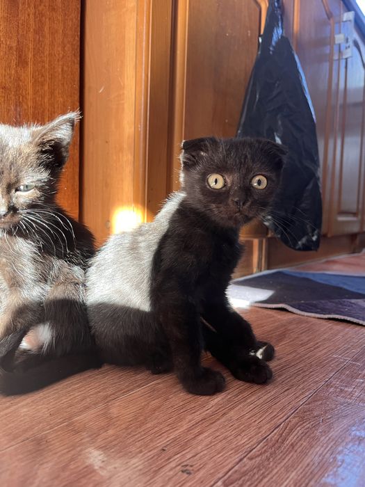 Отдам котят бесплатно!