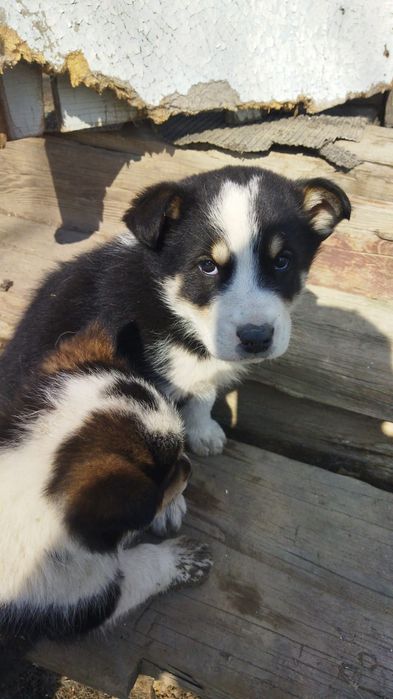 Щенки в добрые руки