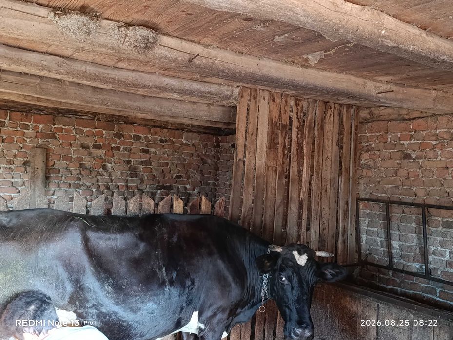 Animale domestice