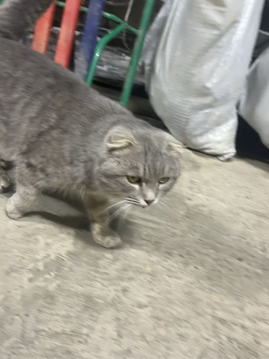 Скоттиш фолд 2 жас