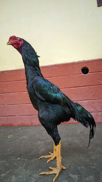 Продается кореец дакан