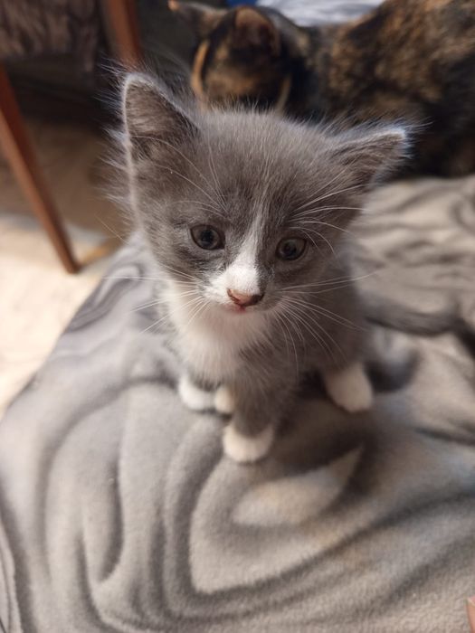 Отдам котят в добрые руки