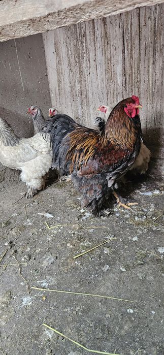 Брама товук тухумлари сотилади