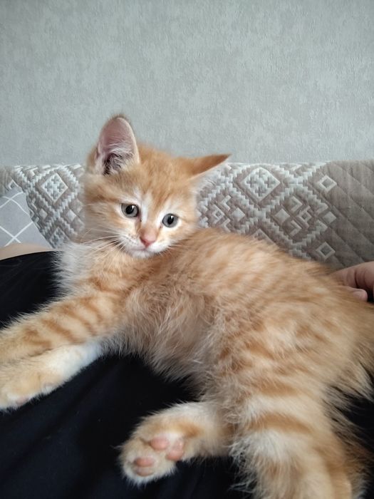 Пристраивается котёнок мальчик